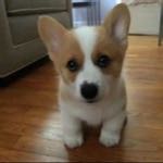 【谜底】ゞ救兵猴子派的的《梦幻西游》电脑版