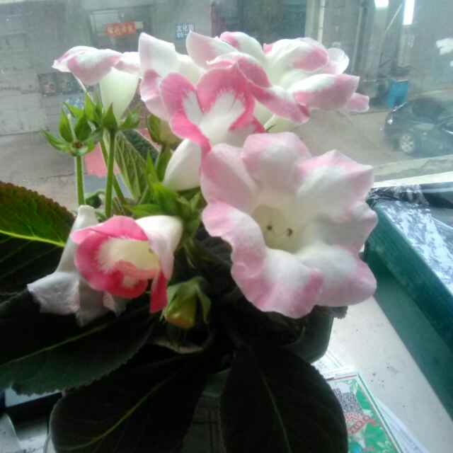 【CF手游木名】最新英雄武器!毁灭大炮横扫战