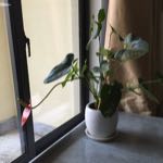 网易CC直播 - 大型游戏娱乐直播平台