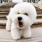 【荒野183】二狗子的荒野行动直播间_【荒野