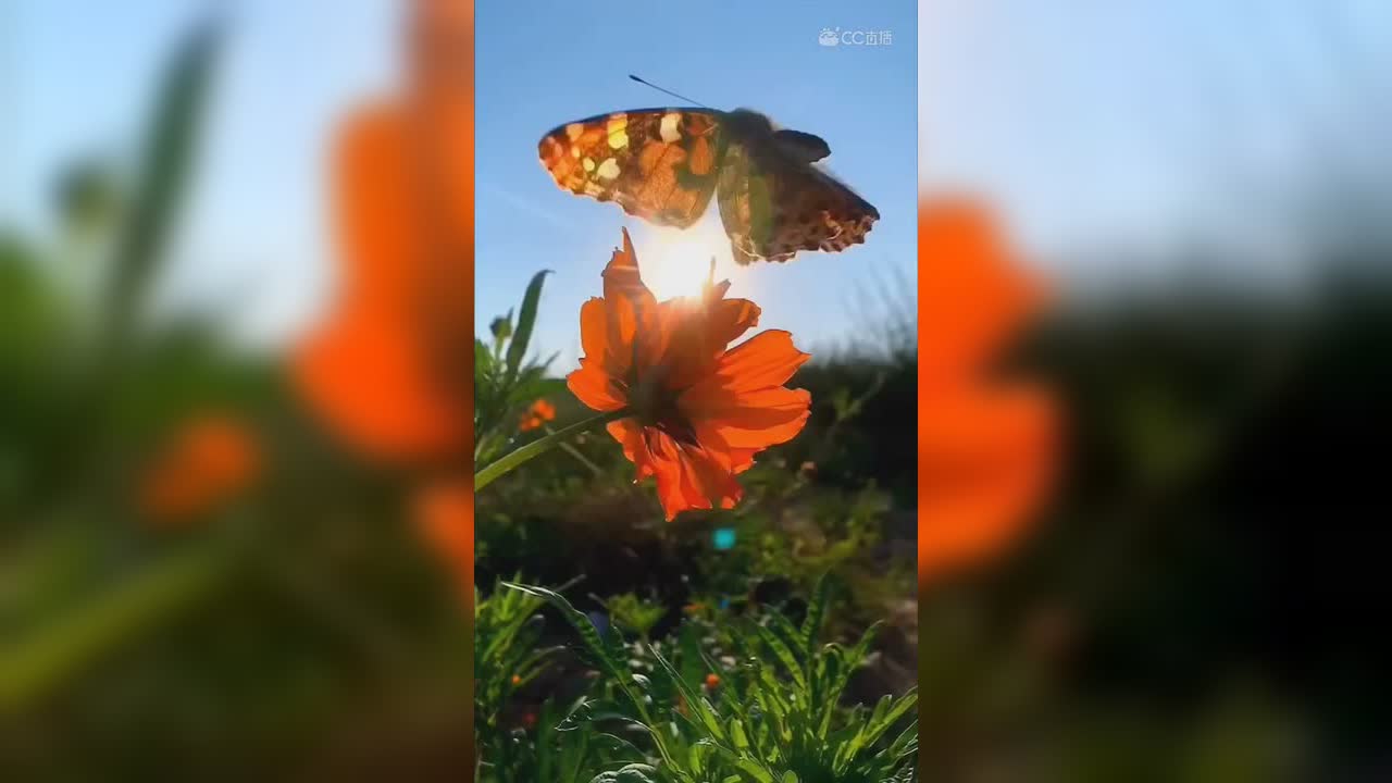 视频封面