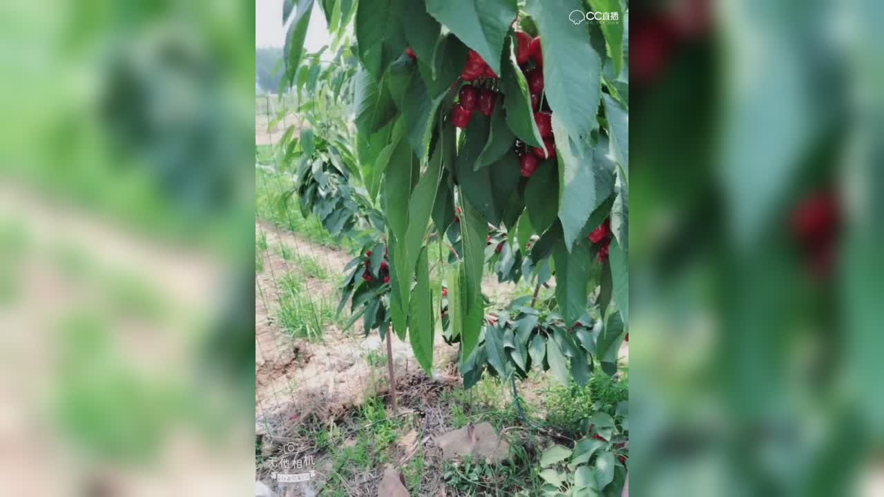视频封面