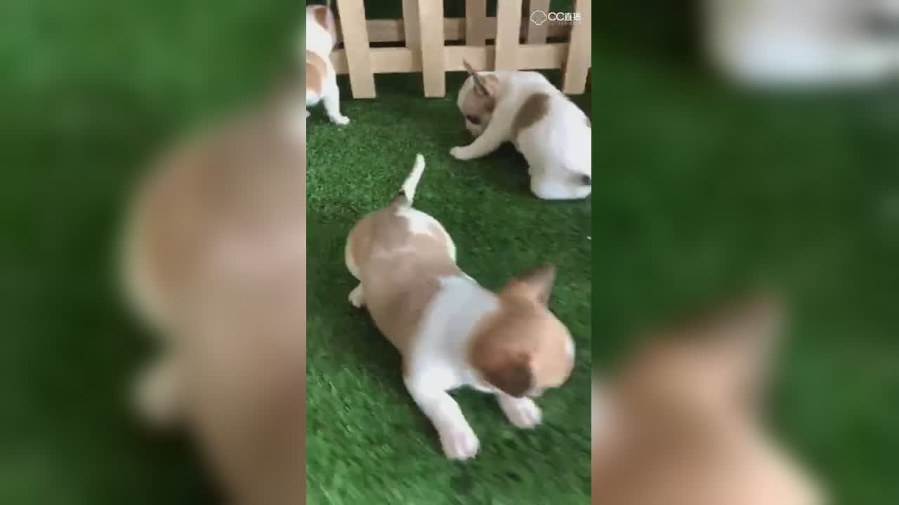 视频封面