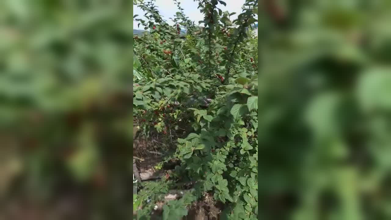 视频封面