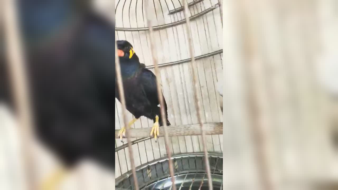 视频封面