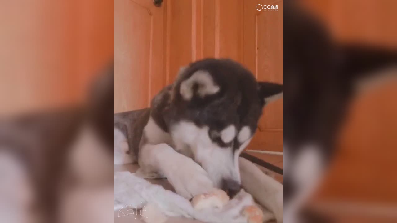 视频封面