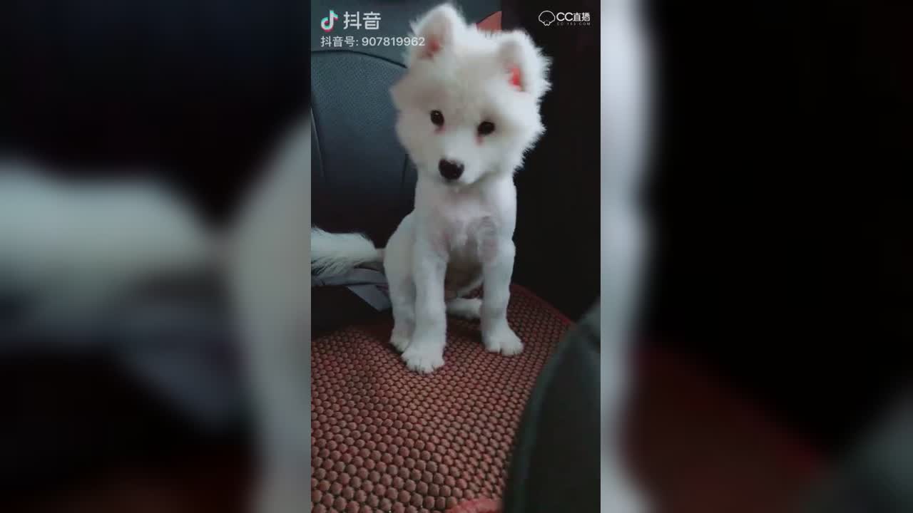 视频封面