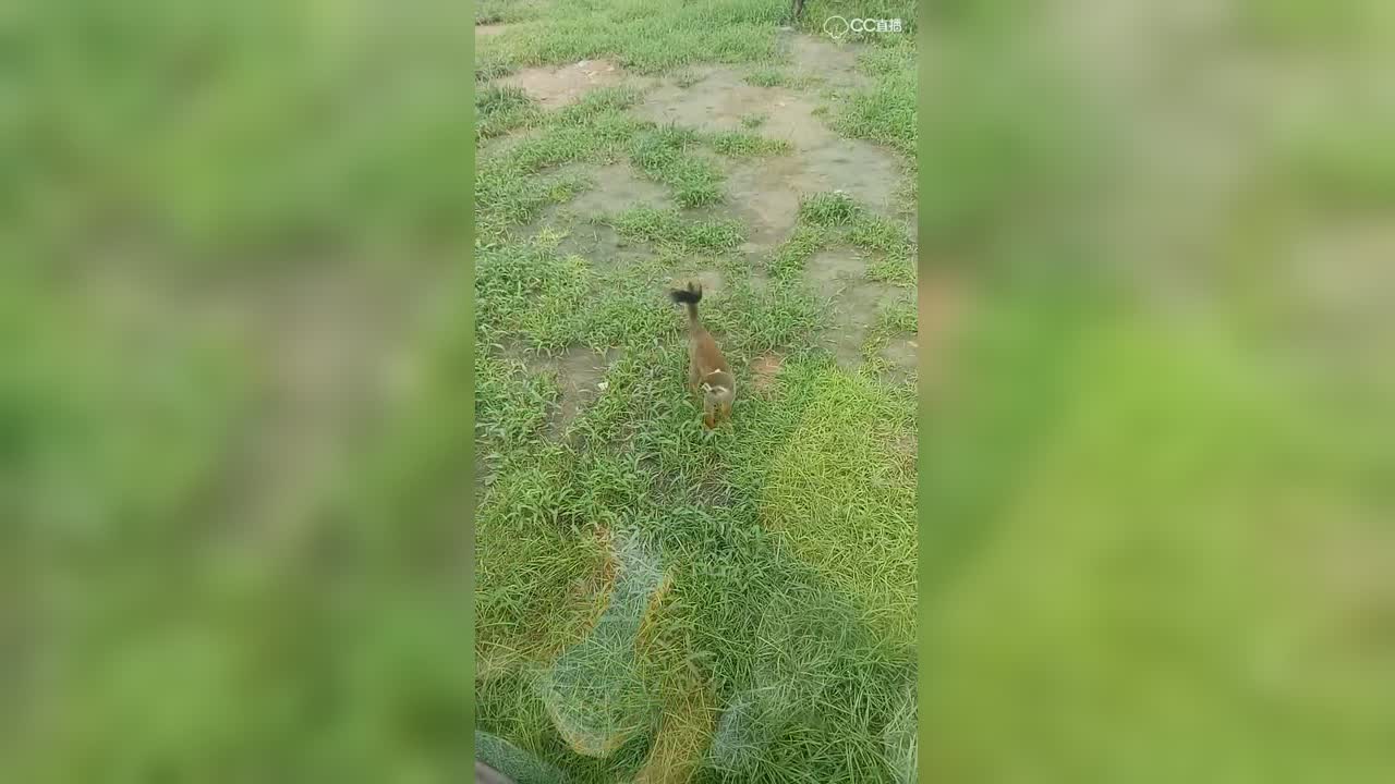 视频封面