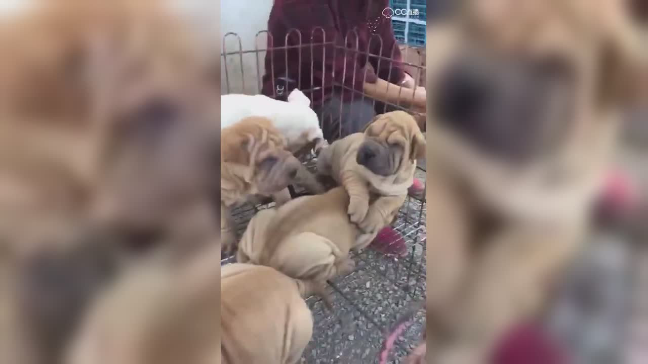 视频封面