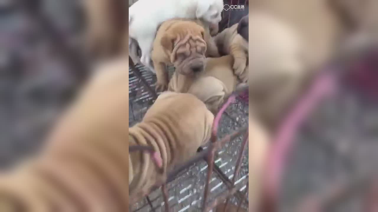 视频封面
