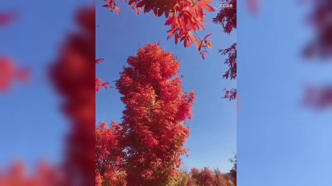 视频封面