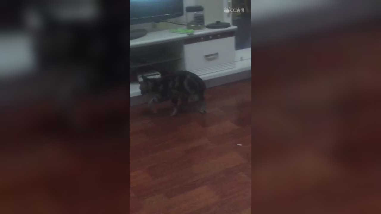 视频封面