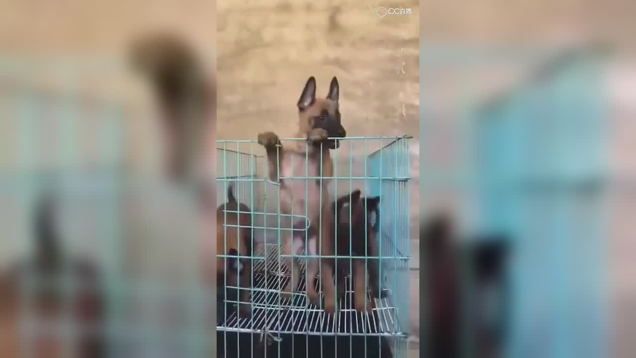 视频封面