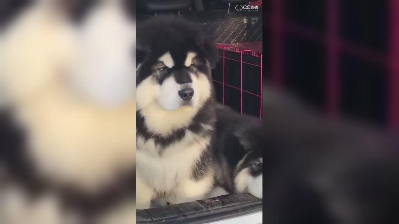 视频封面
