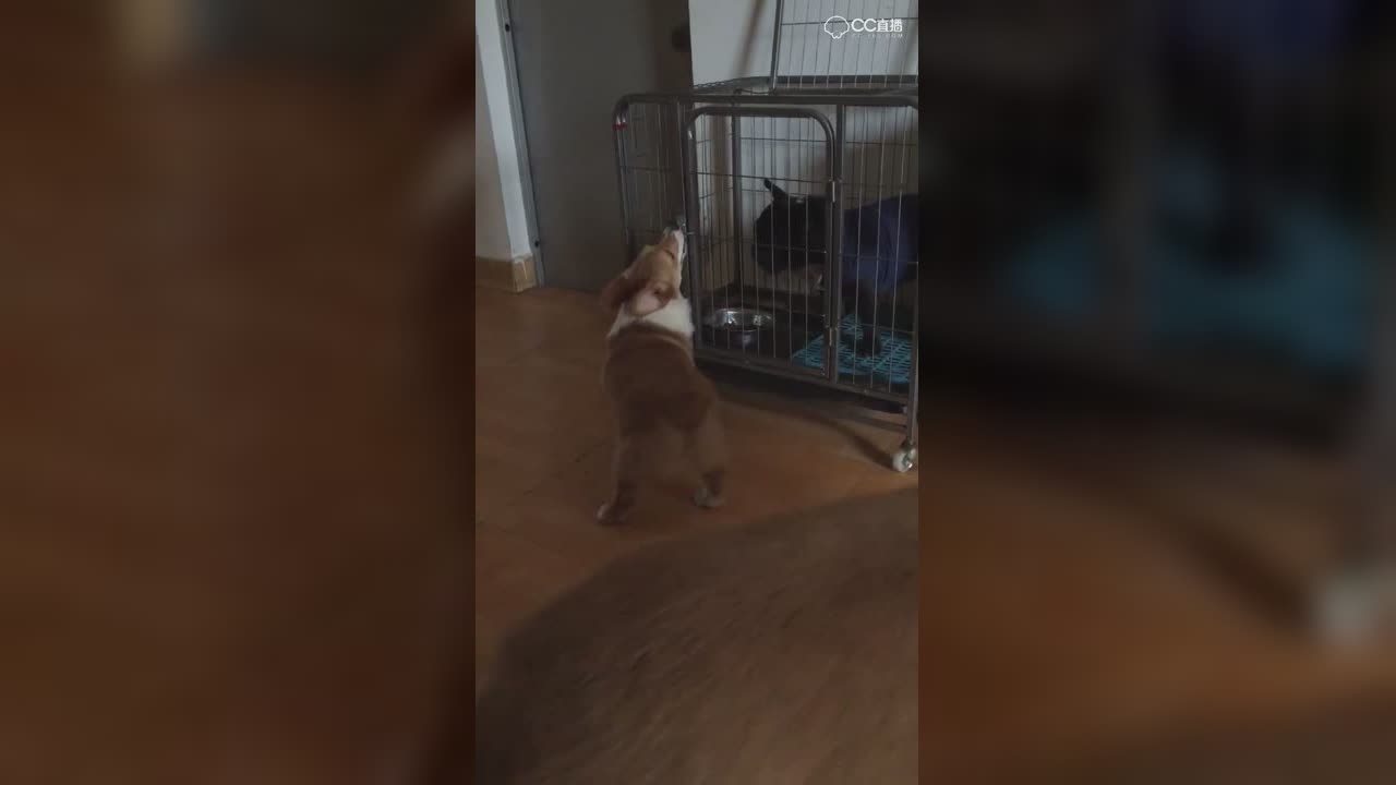 视频封面