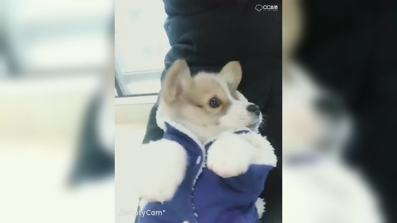 视频封面