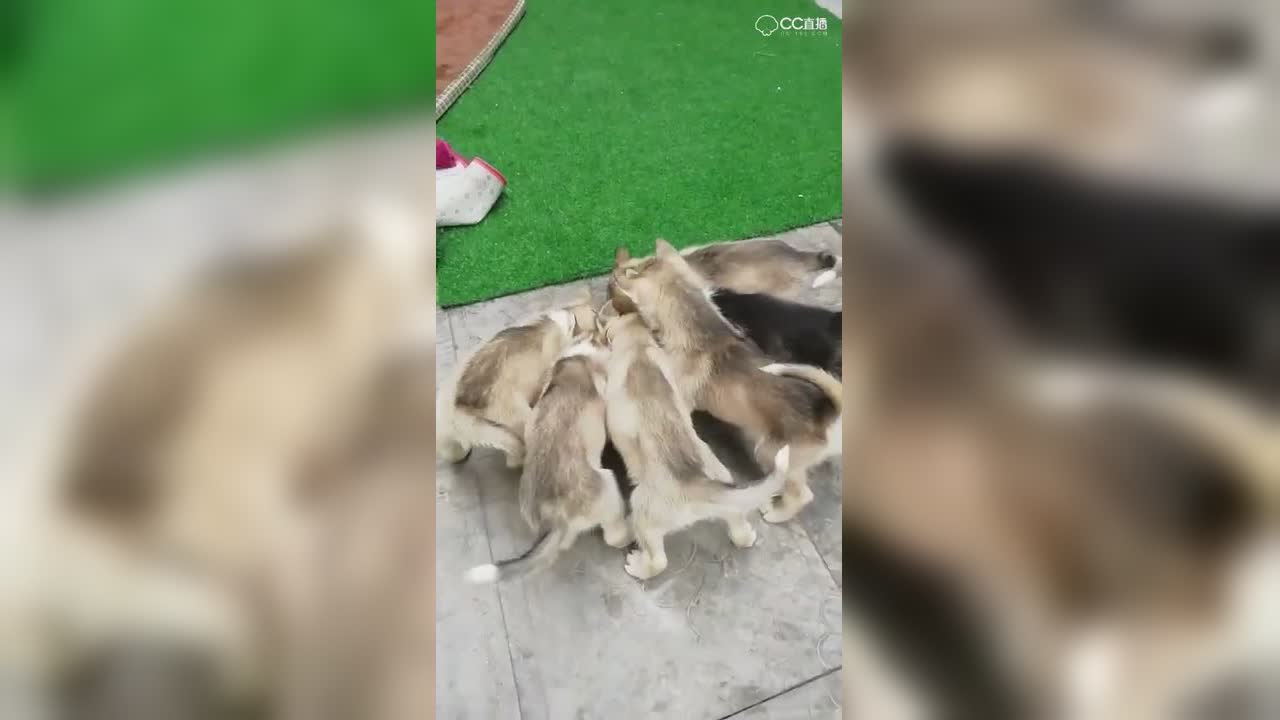视频封面
