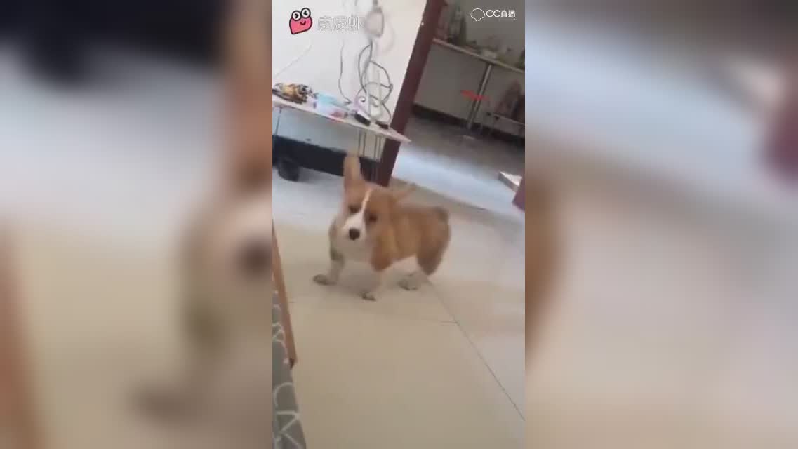 视频封面