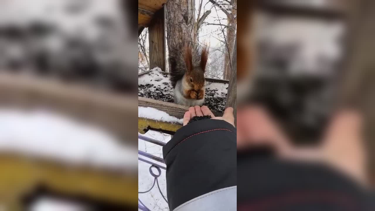 视频封面