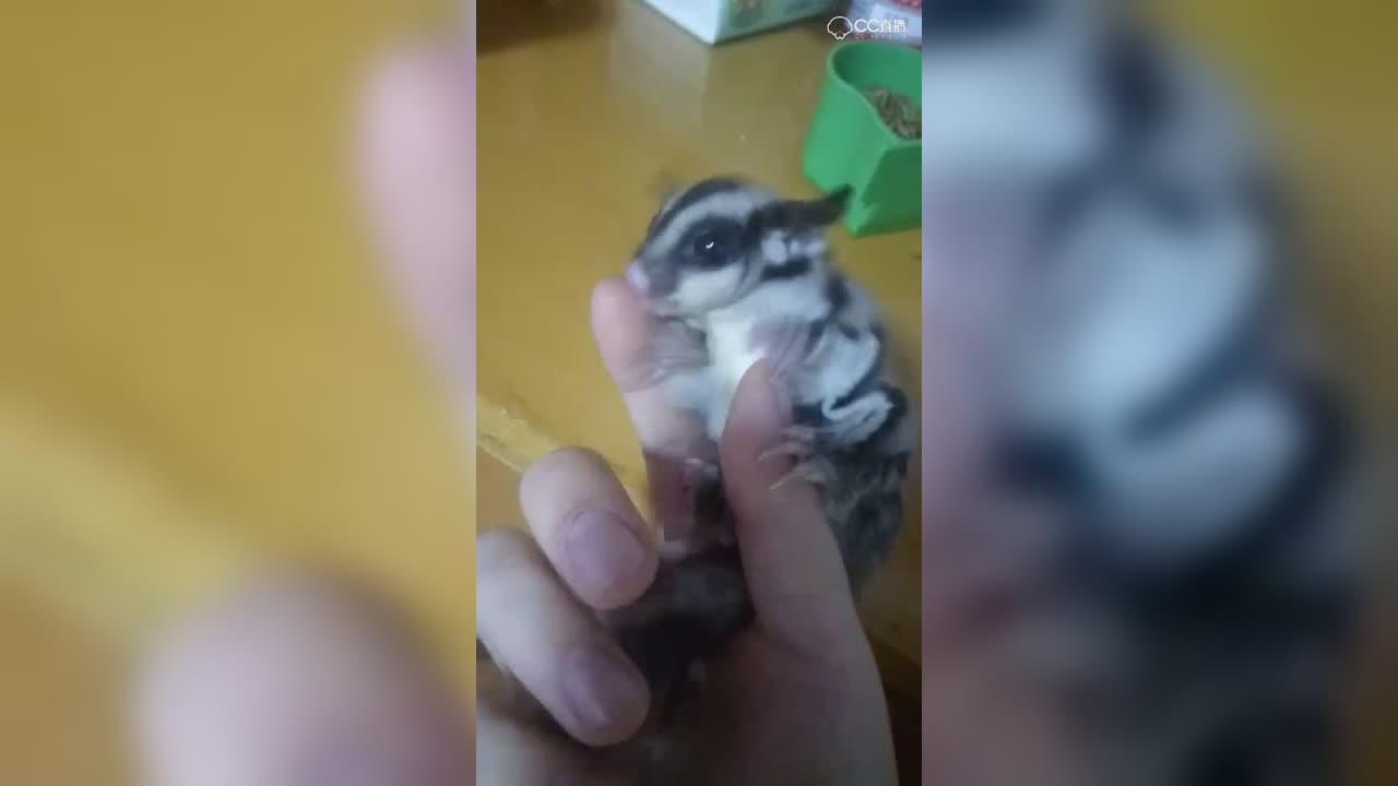 视频封面