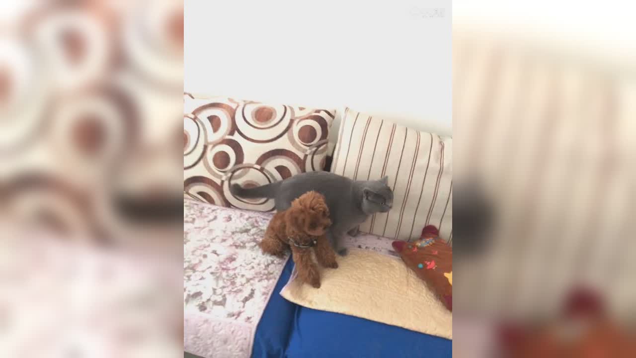 视频封面