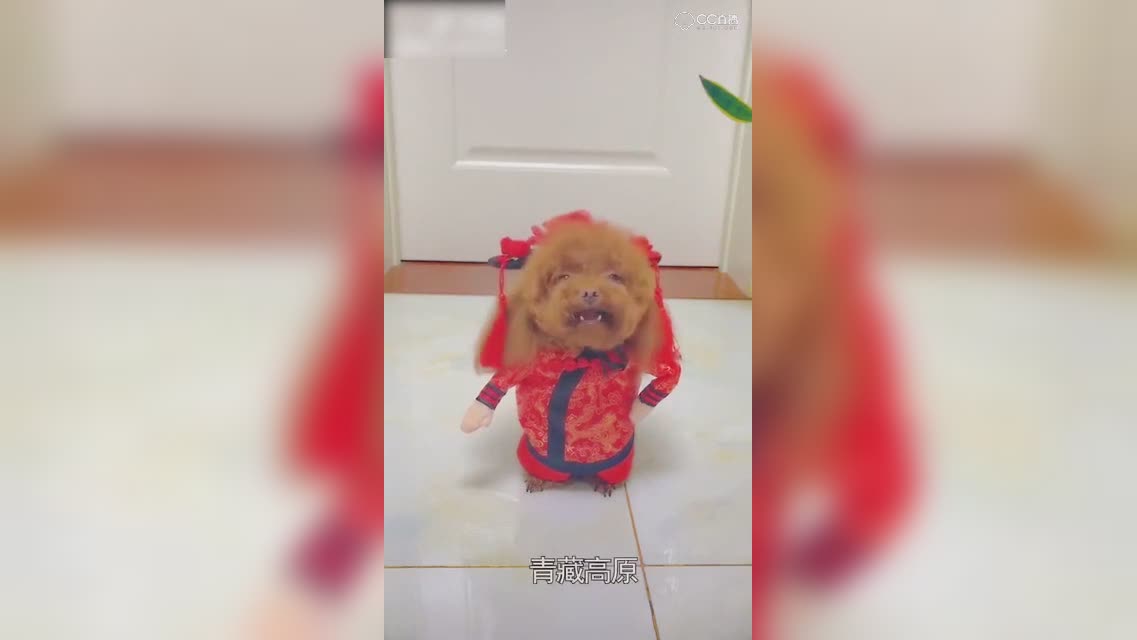 视频封面