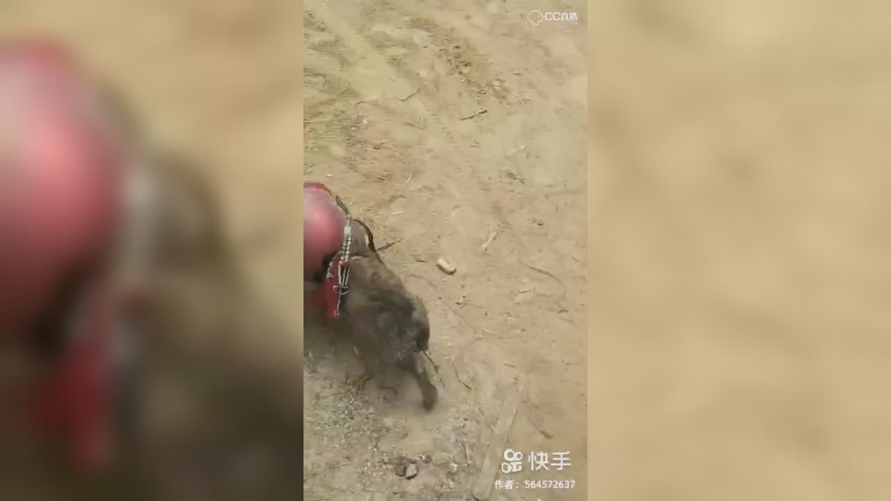 视频封面