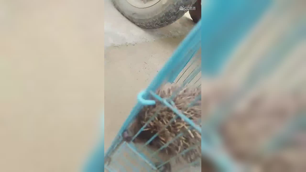 视频封面