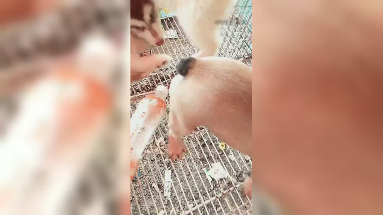 视频封面