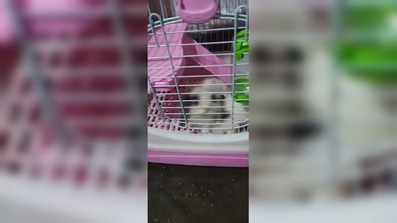 视频封面