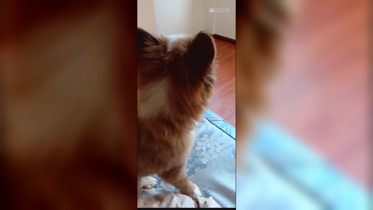 视频封面