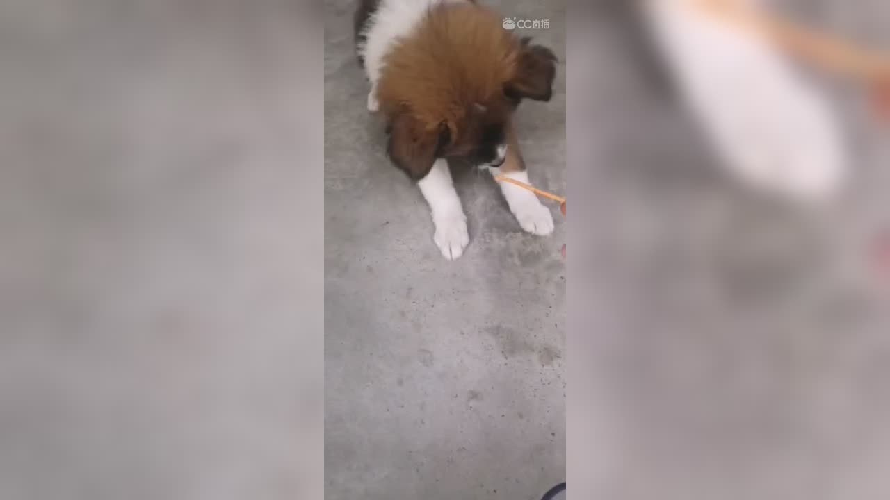 视频封面