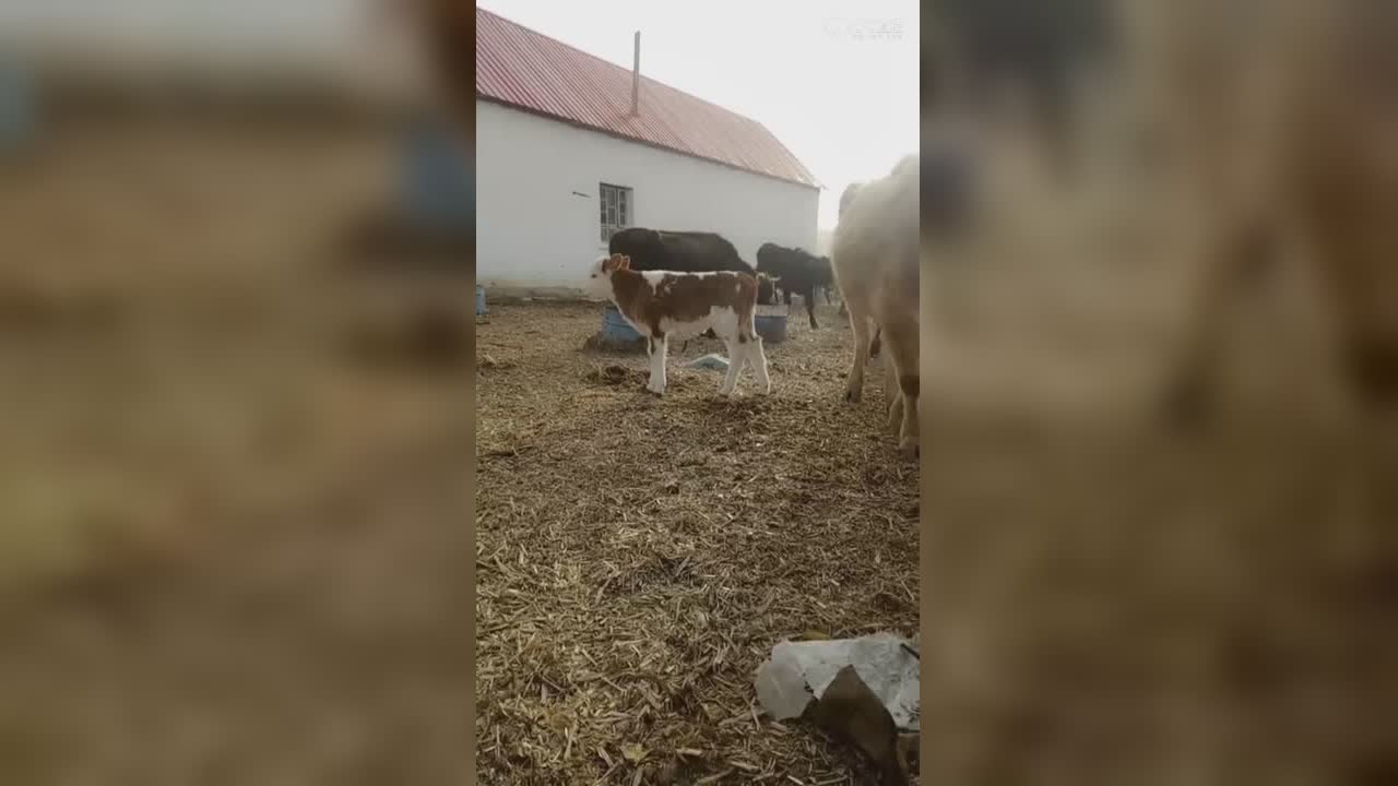 视频封面