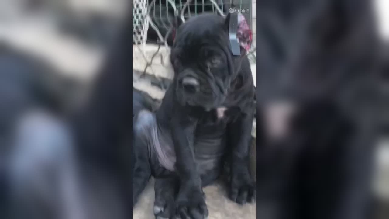 视频封面