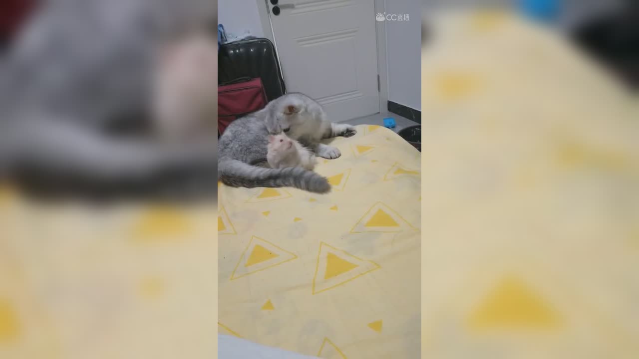 视频封面
