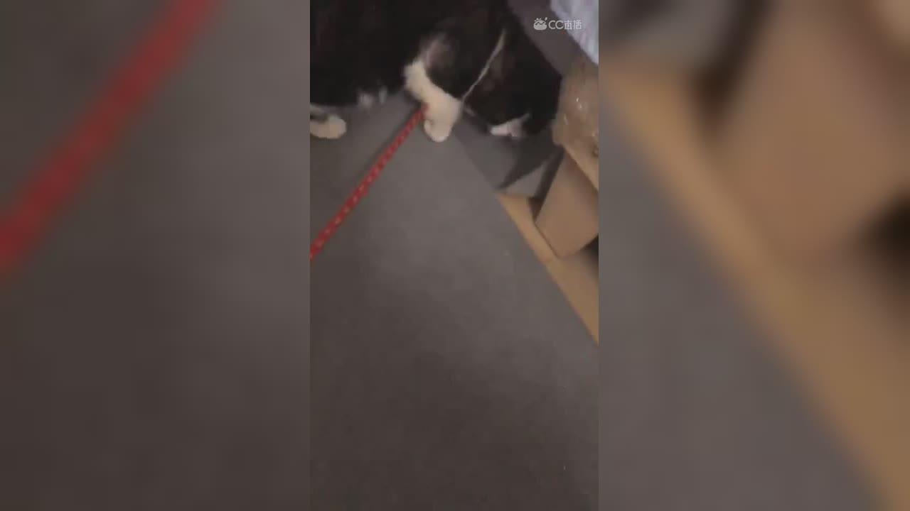 视频封面