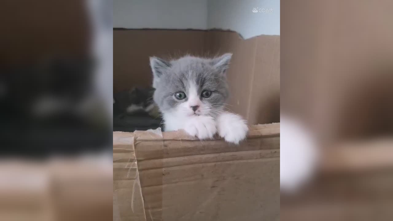 视频封面