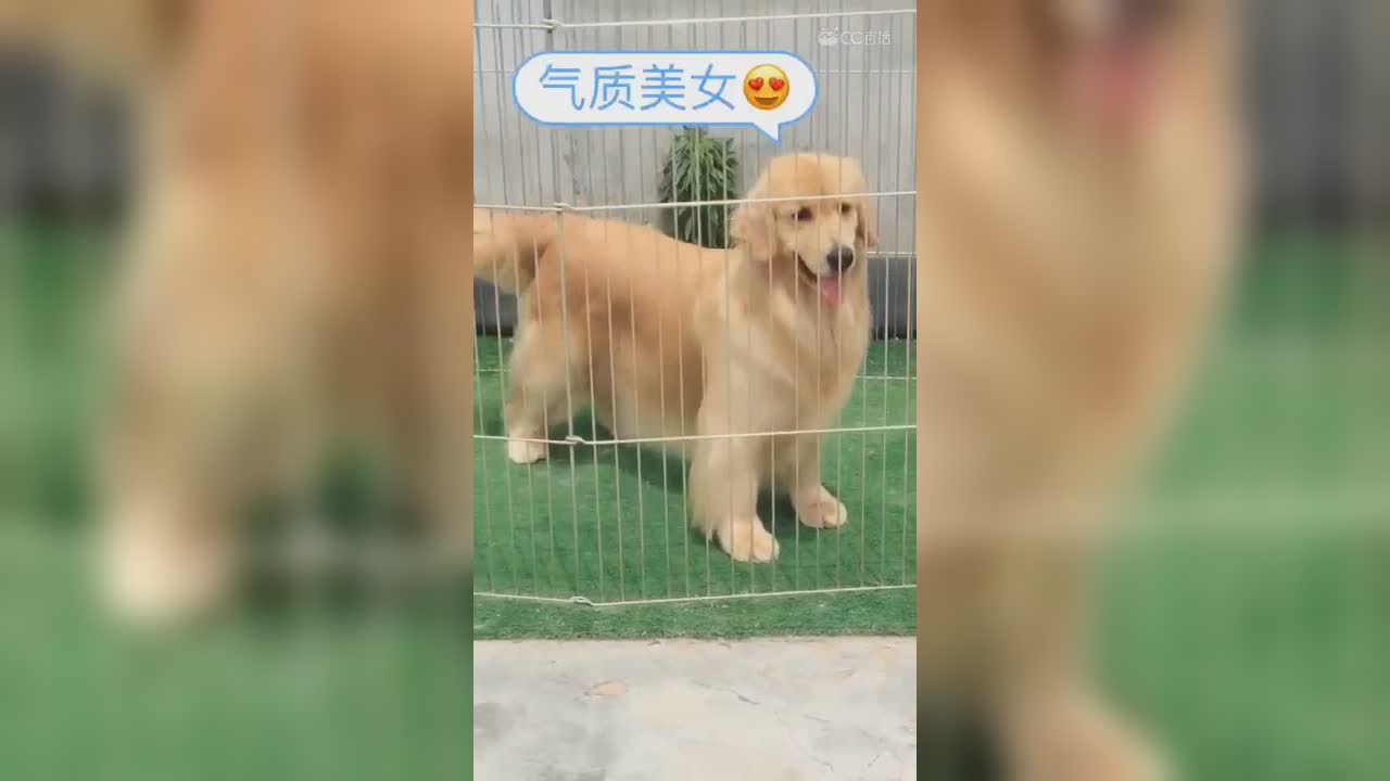 视频封面