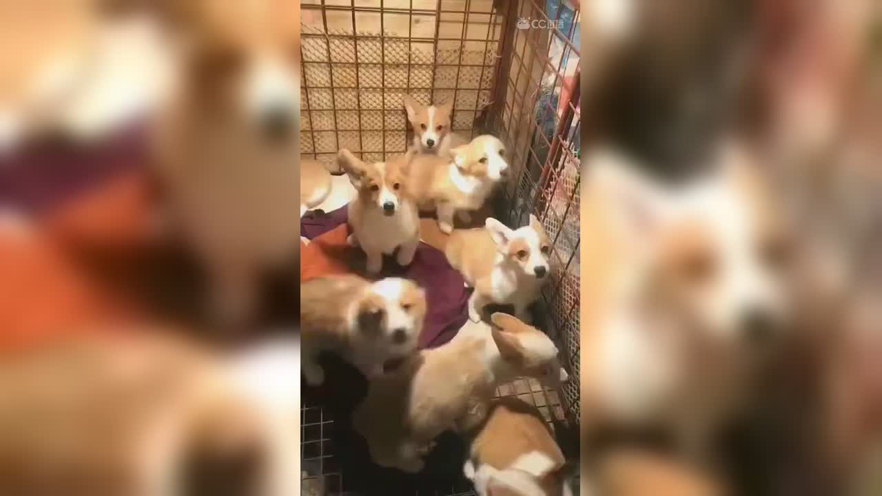 视频封面