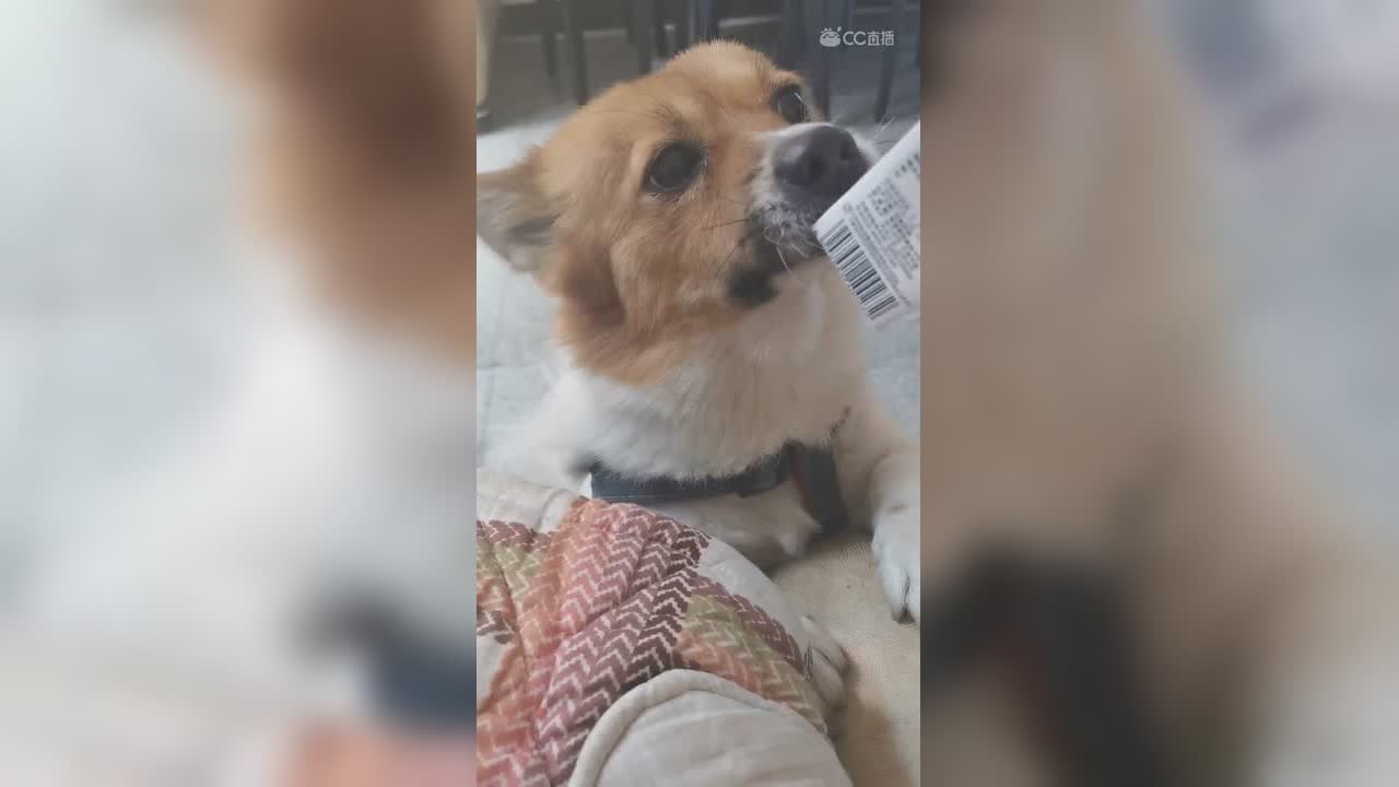 视频封面
