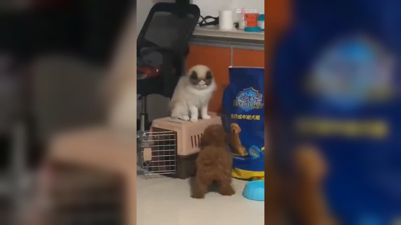 视频封面