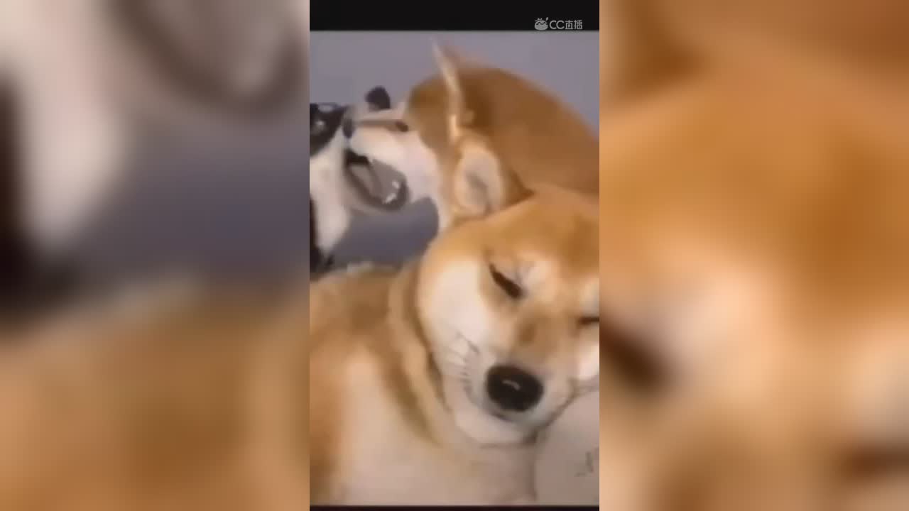 视频封面