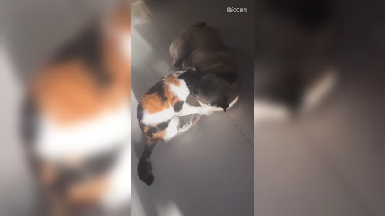 视频封面
