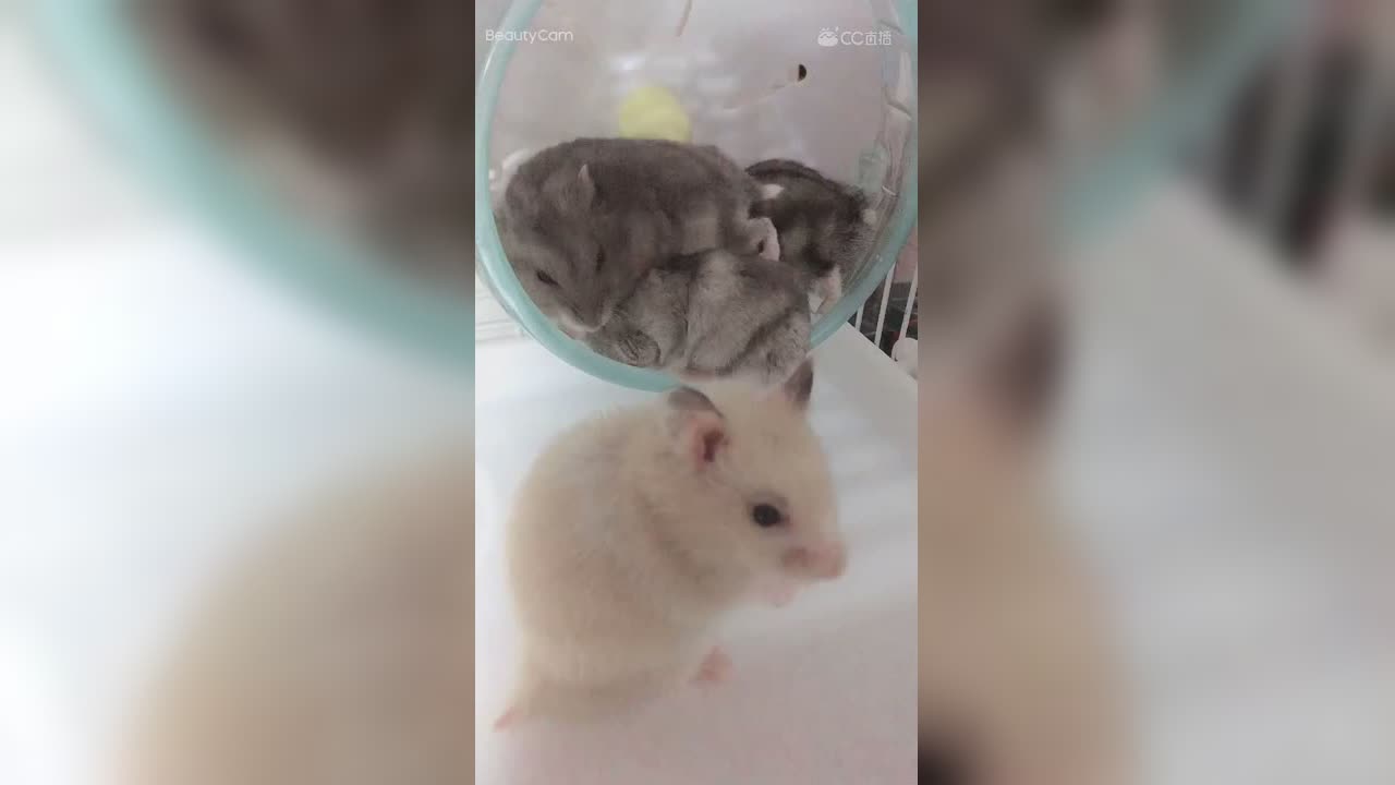 视频封面
