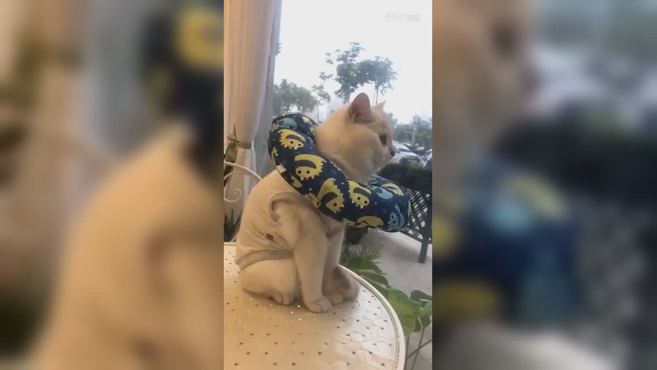 视频封面