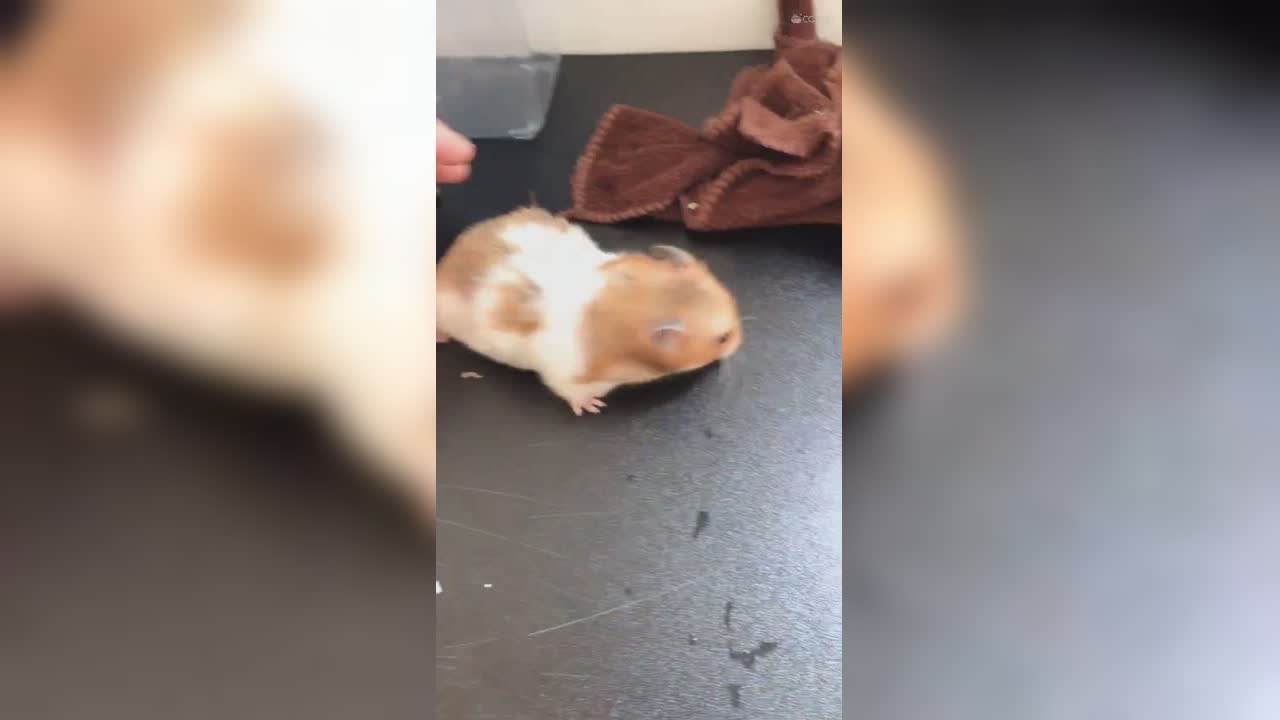 视频封面