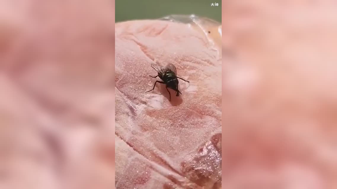 见过最悲惨的苍蝇小哥从