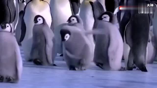 猛男必看!小企鹅摔倒合集,也太可爱了吧!又傻又萌!