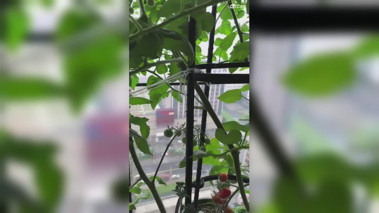 视频封面