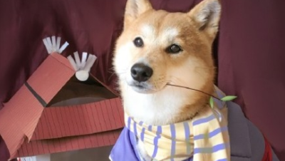 向暖解说：忠狗犬神全方位详解